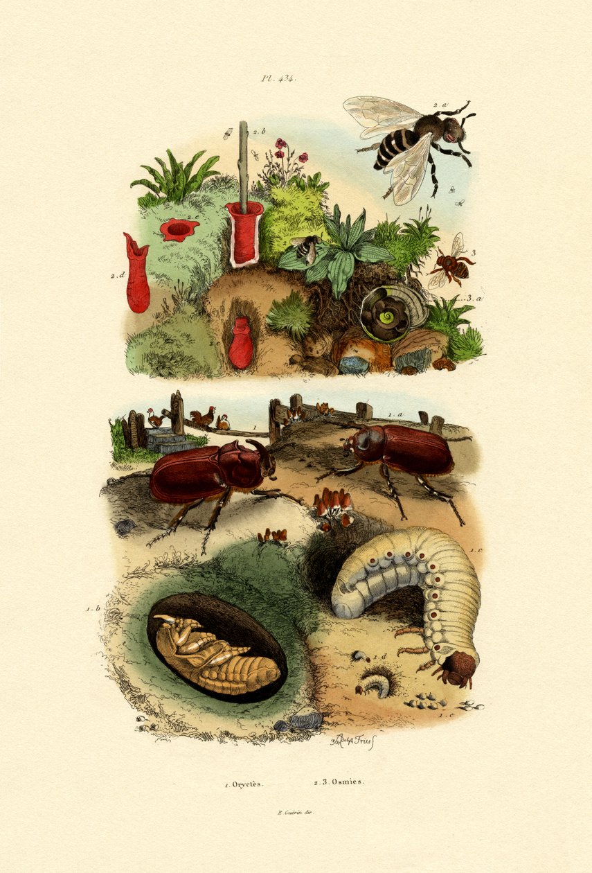 カブトムシ、1833-39 作： フランス語学校