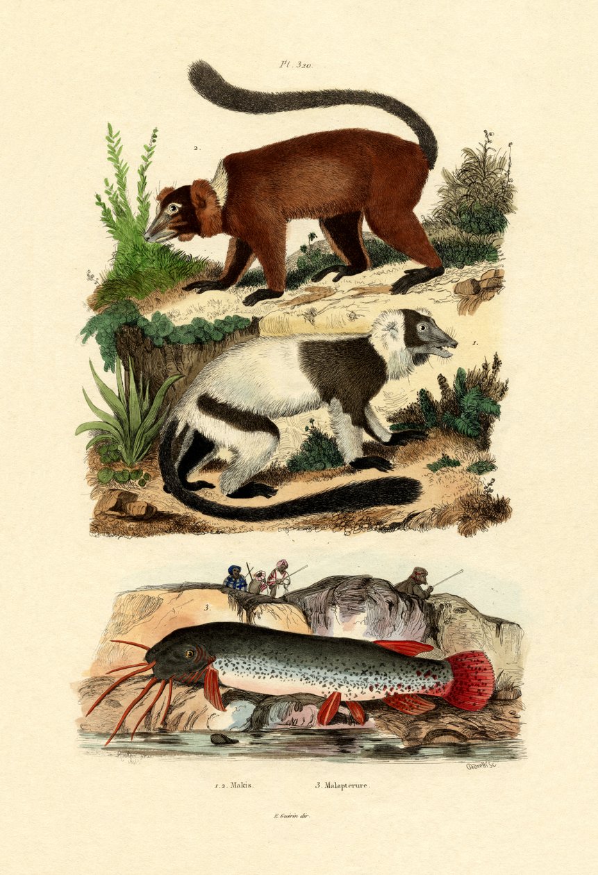 ワオキツネザル、1833-39 作： フランス語学校