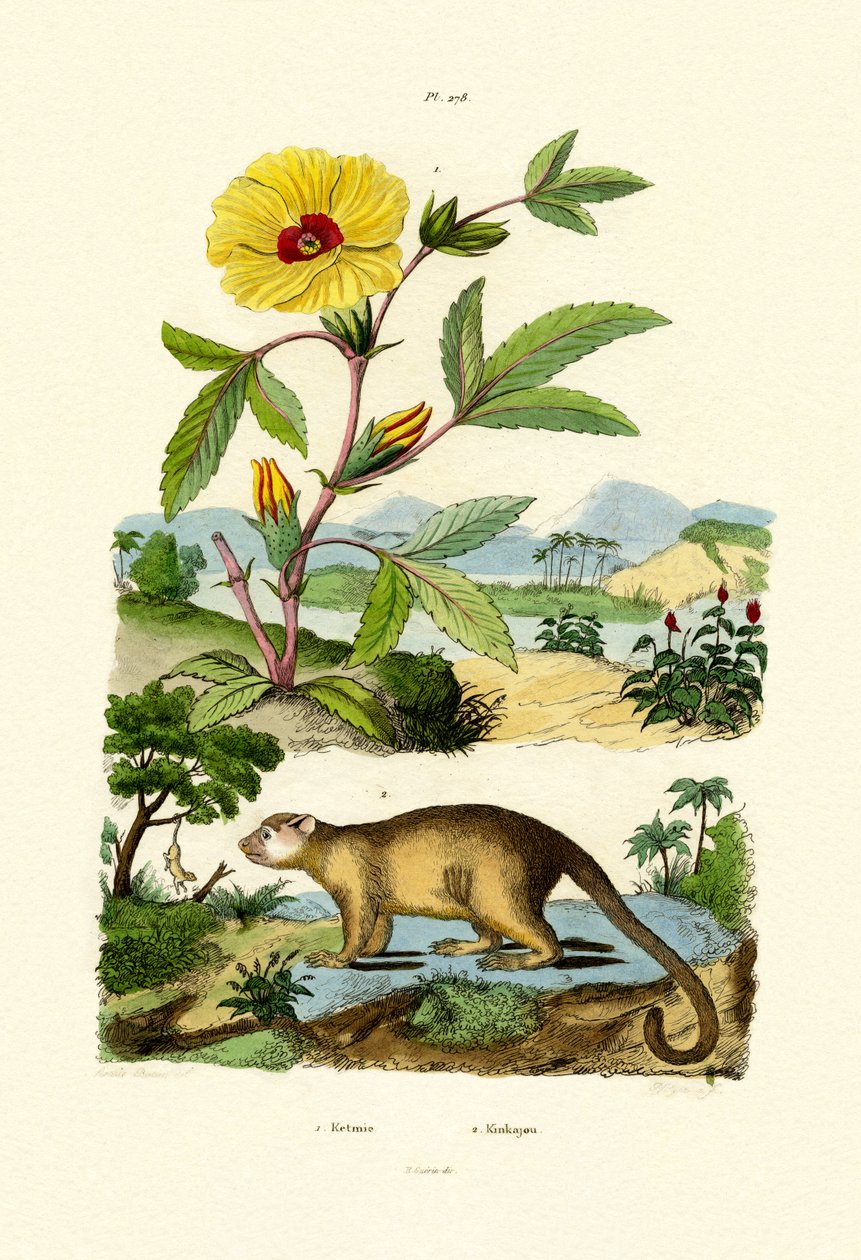 シャロンの薔薇、1833-39 作： フランス語学校