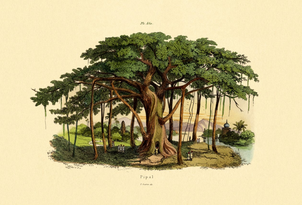 聖なるイチジク、1833-39 作： フランス語学校