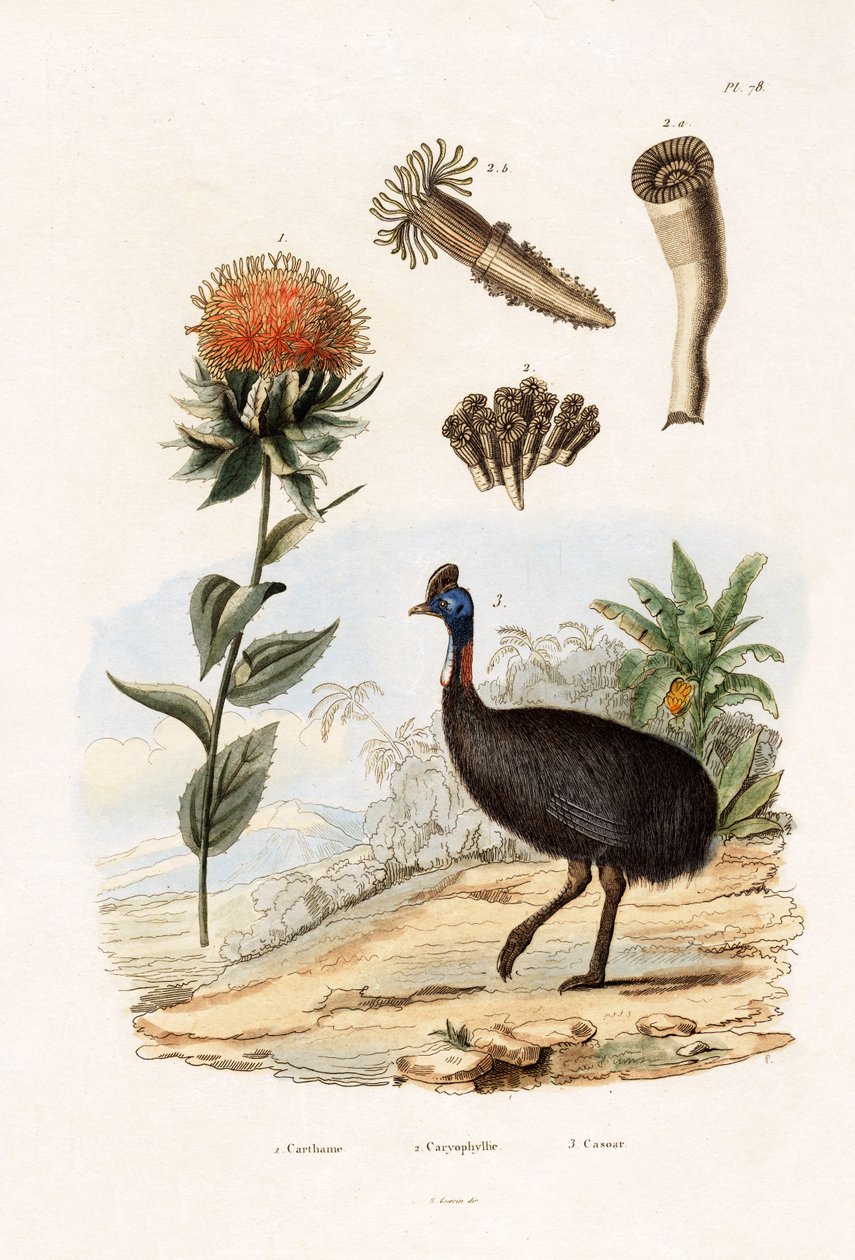 紅花、1833-39 作： フランス語学校