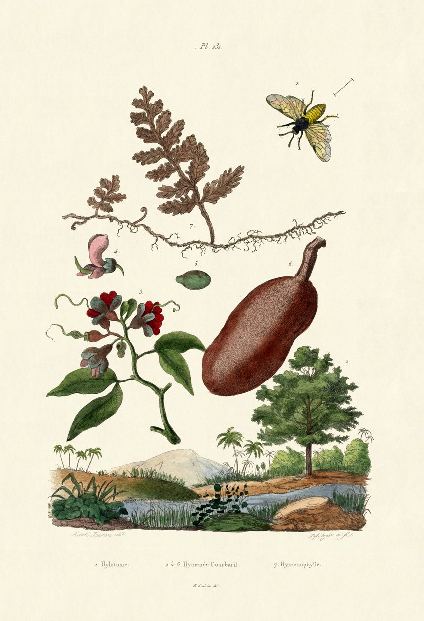Sawfly、1833-39 作： フランス語学校