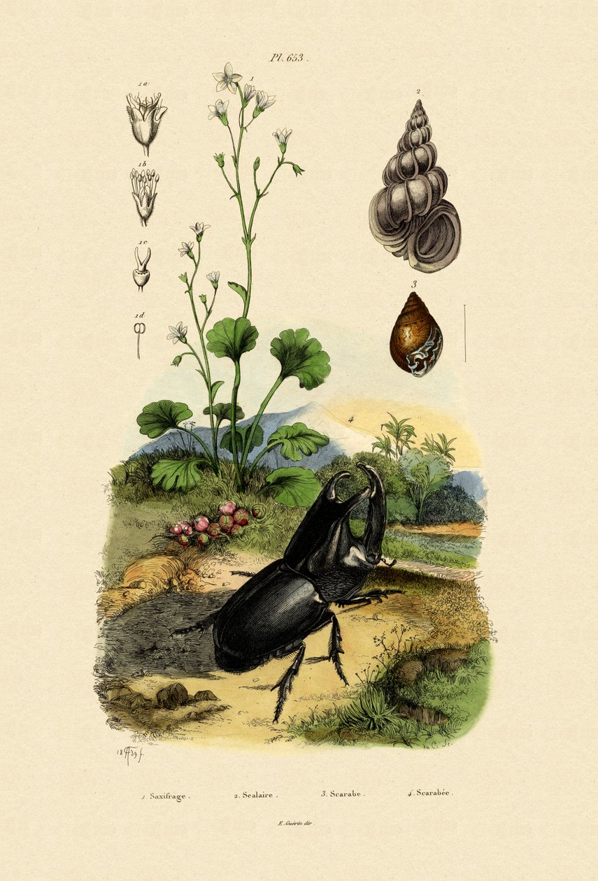 Saxifrage、1833-39 作： フランス語学校