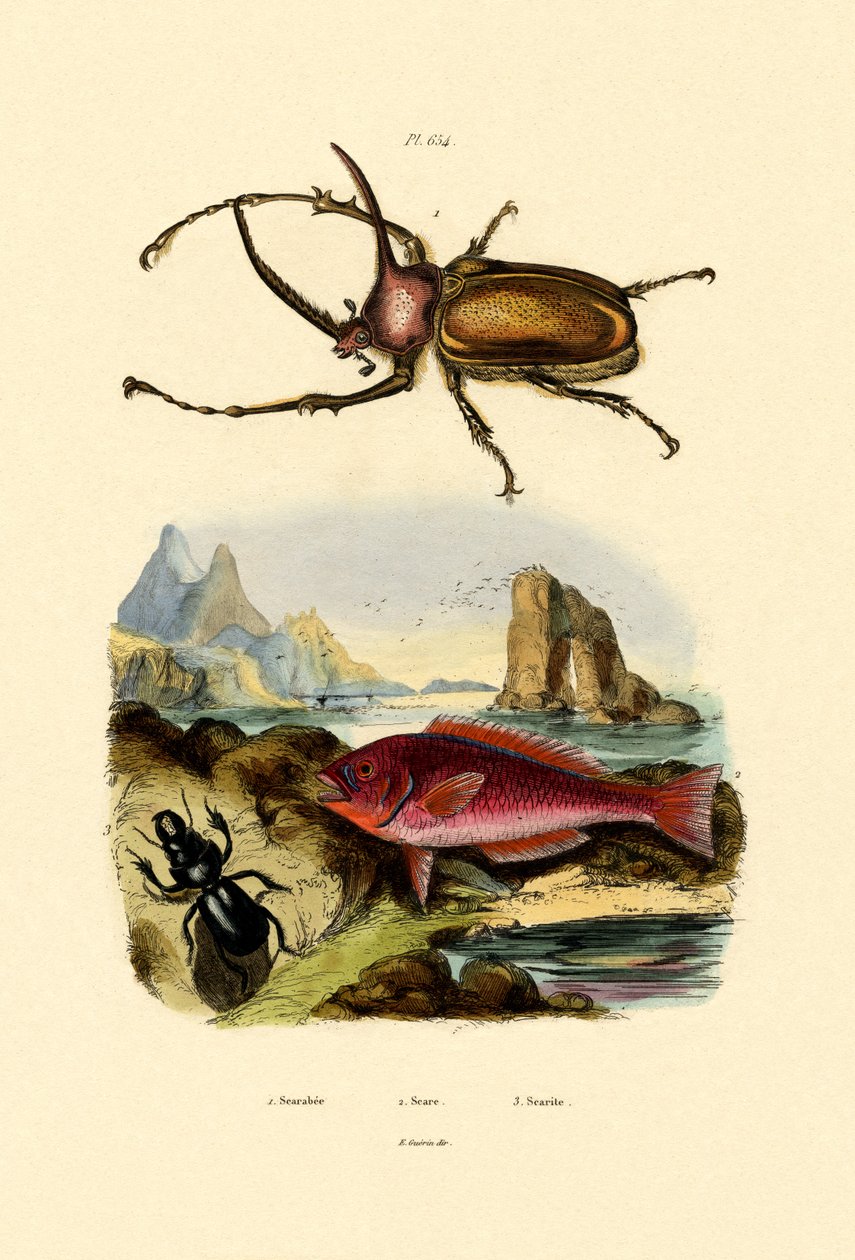 スカラベカブトムシ、1833-39 作： フランス語学校