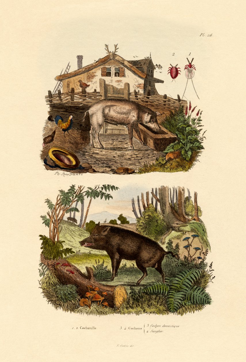緋色の昆虫、1833-39 作： フランス語学校