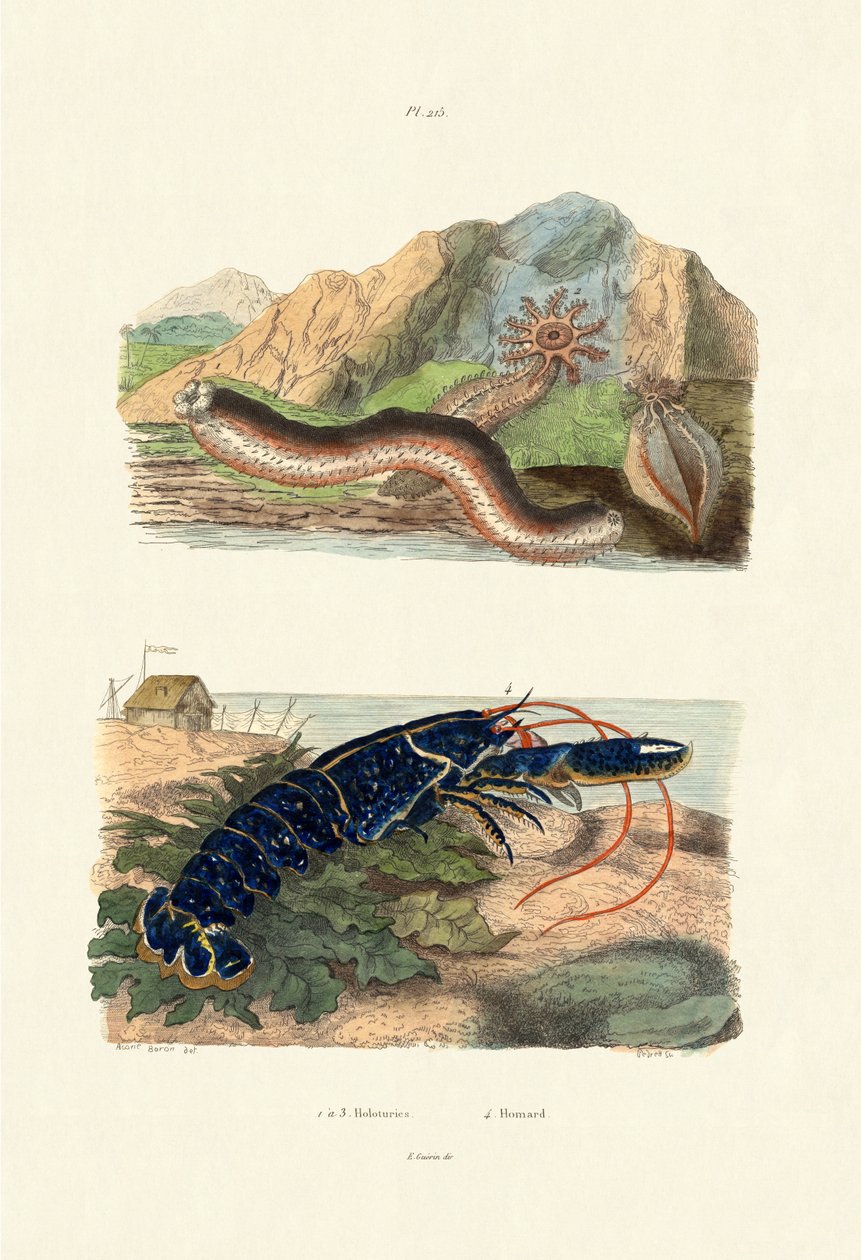 ナマコ、1833-39 作： フランス語学校