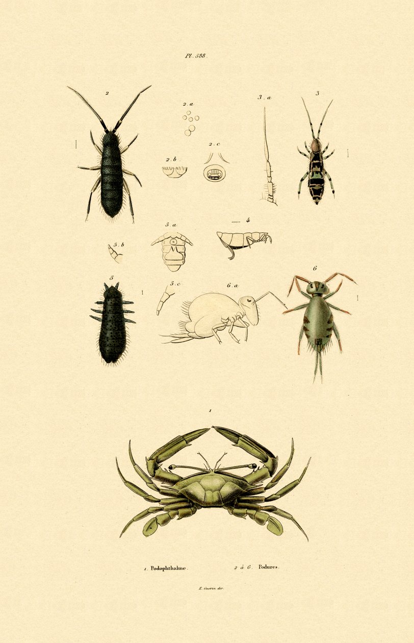 センチネルクラブ、1833-39 作： フランス語学校