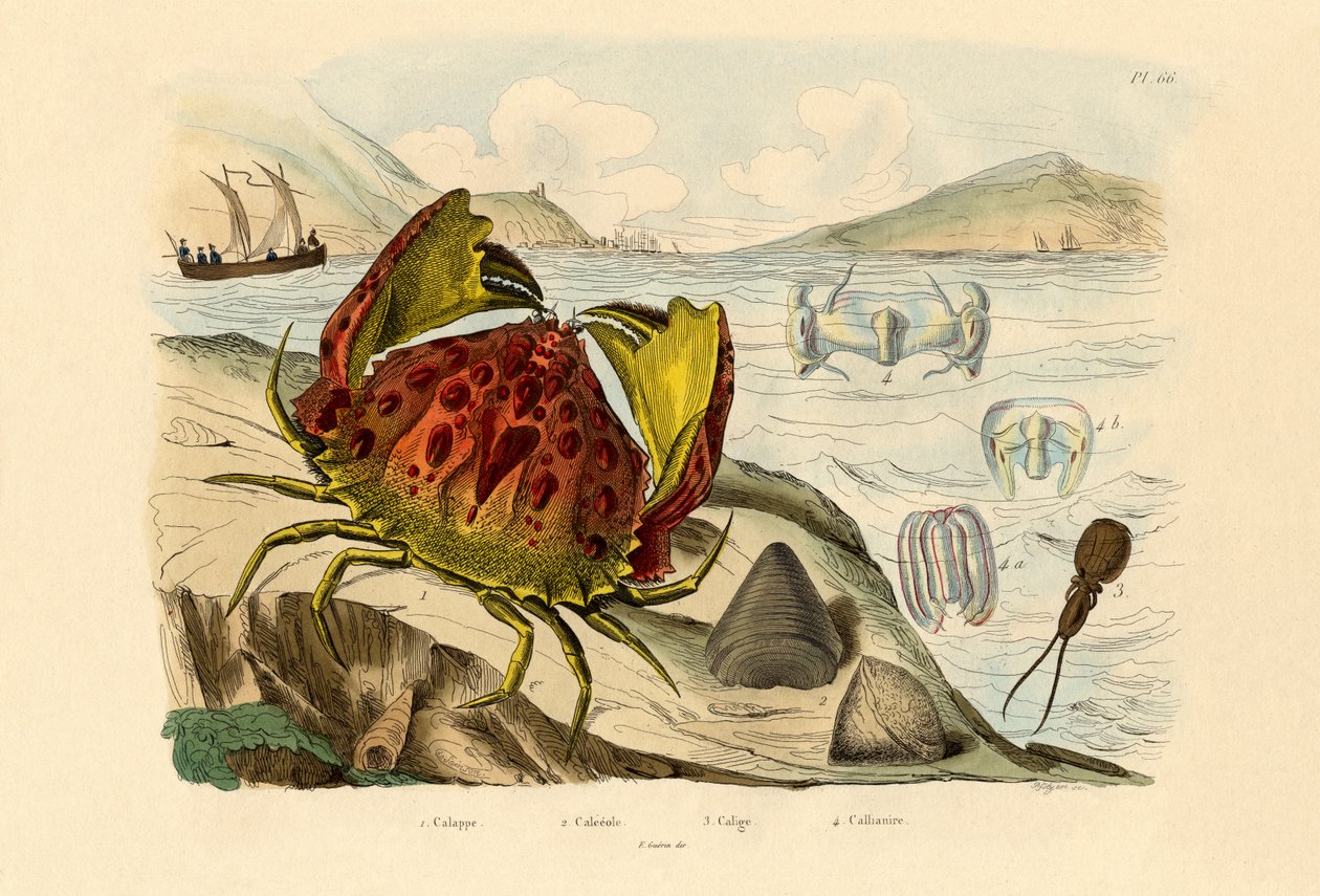 Shamefaced Crab、1833-39 作： フランス語学校