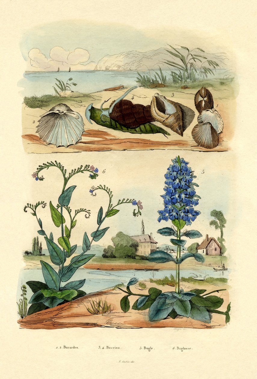 シェル、1833-39 作： フランス語学校