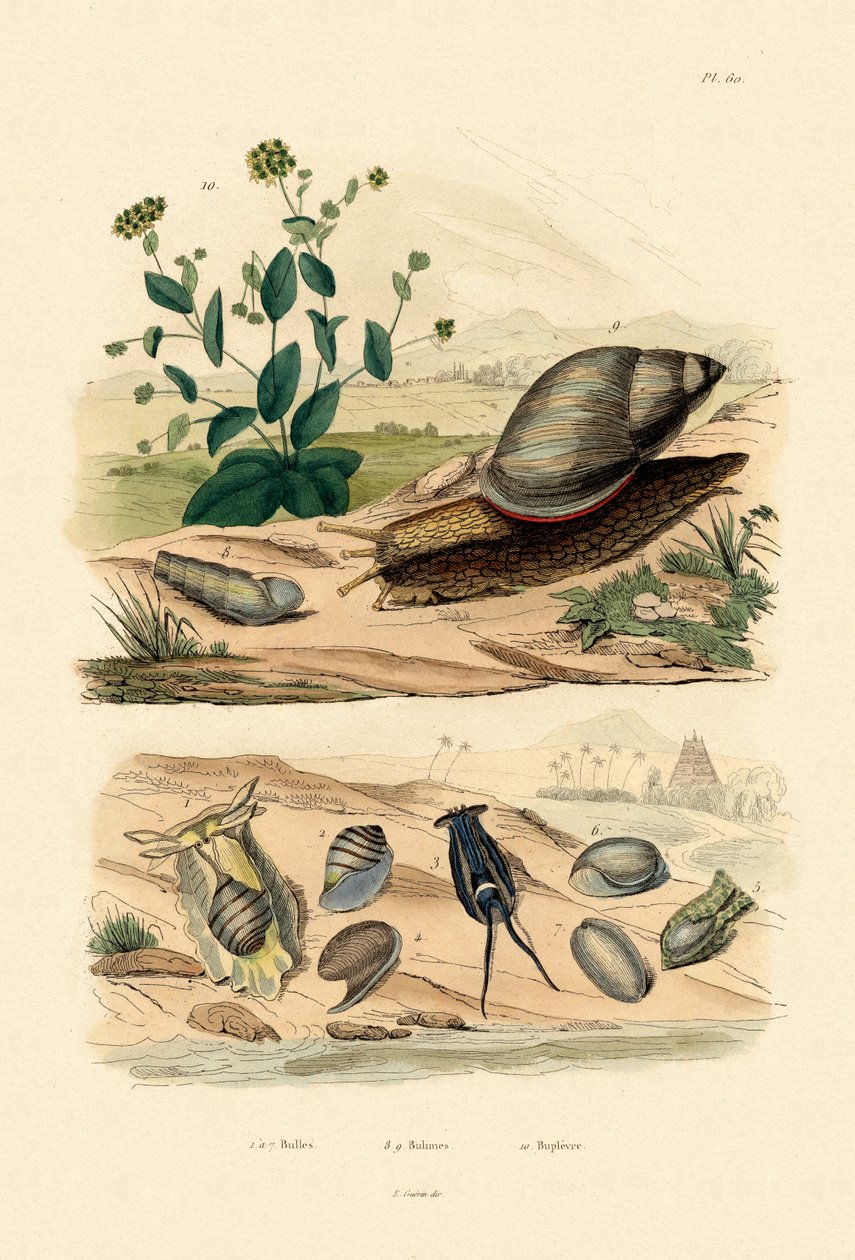 シェル、1833-39 作： フランス語学校
