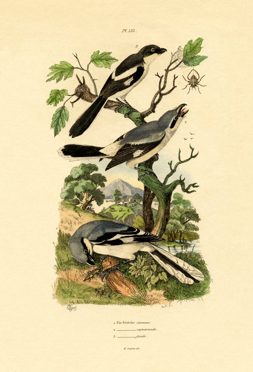Shrikes、1833-39 作： フランス語学校