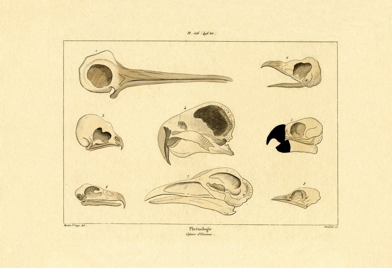 頭蓋骨、1833-39 作： フランス語学校