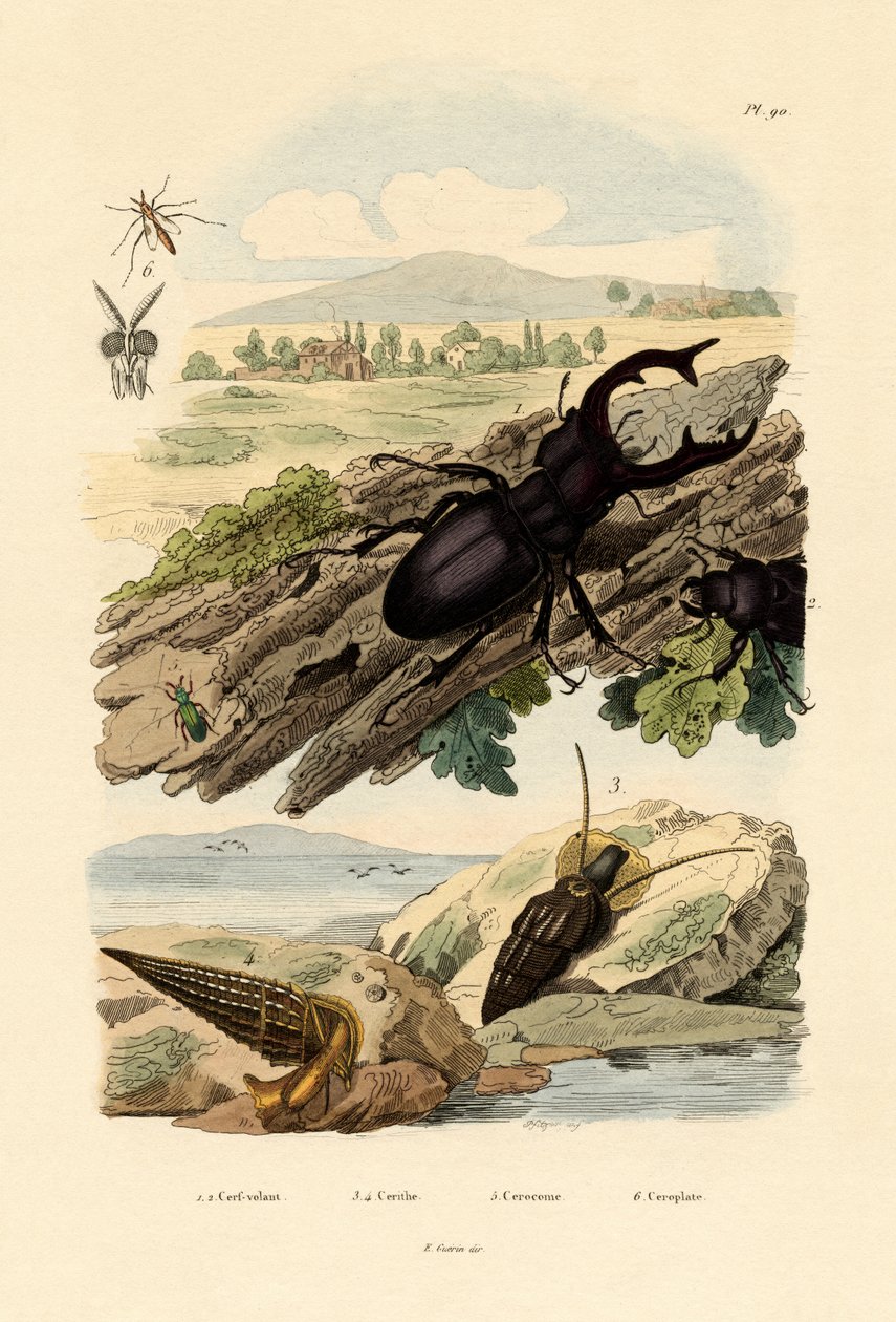 クワガタ、1833-39 作： フランス語学校