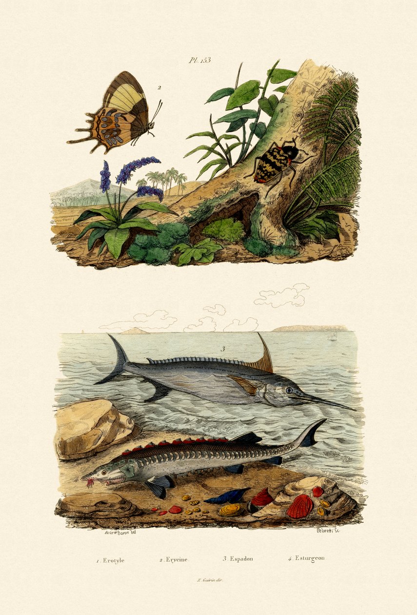 チョウザメ、1833-39 作： フランス語学校