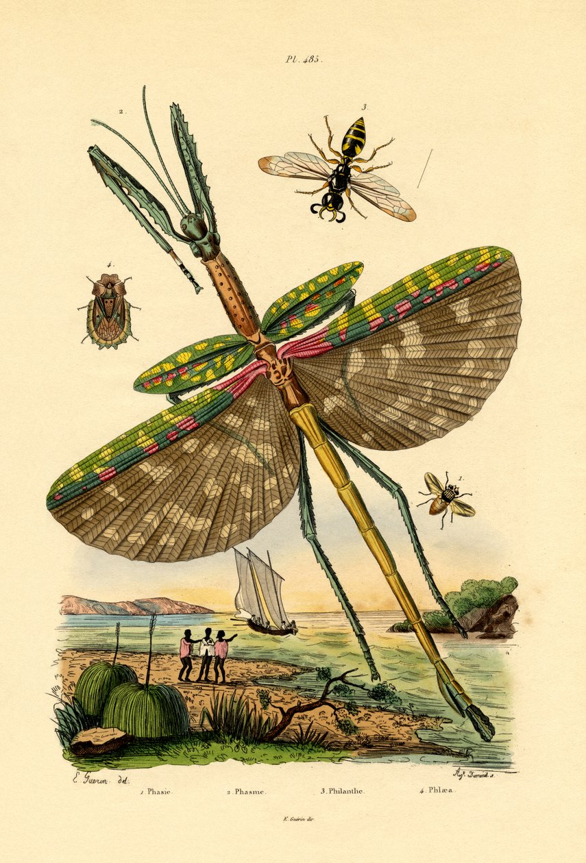Tachinid Fly、1833-39 作： フランス語学校