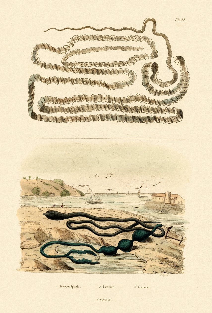 サナダムシ、1833-39 作： フランス語学校