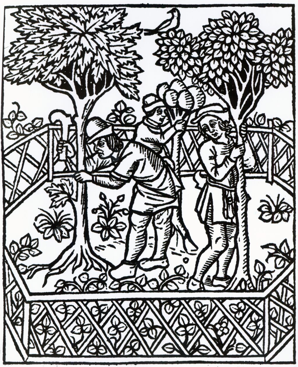 1529年に発行されたペトルスデクレセンティスの「Livre des prouffits champetres」のつるのつる 作： フランス語学校