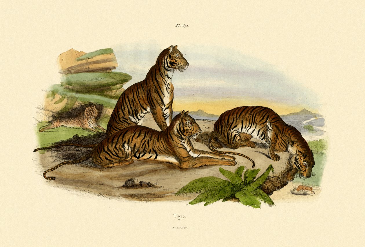 タイガース、1833-39 作： フランス語学校