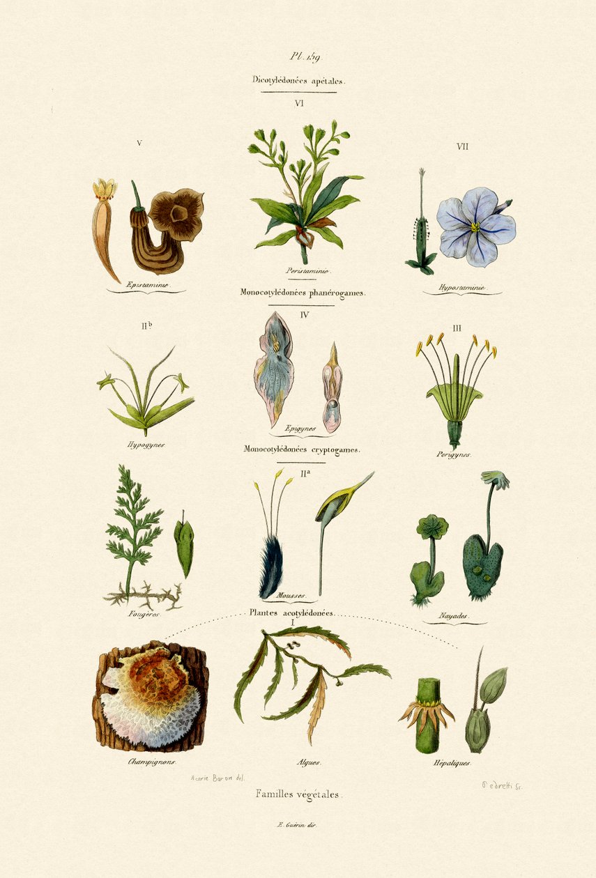 野菜の家族、1833-39 作： フランス語学校