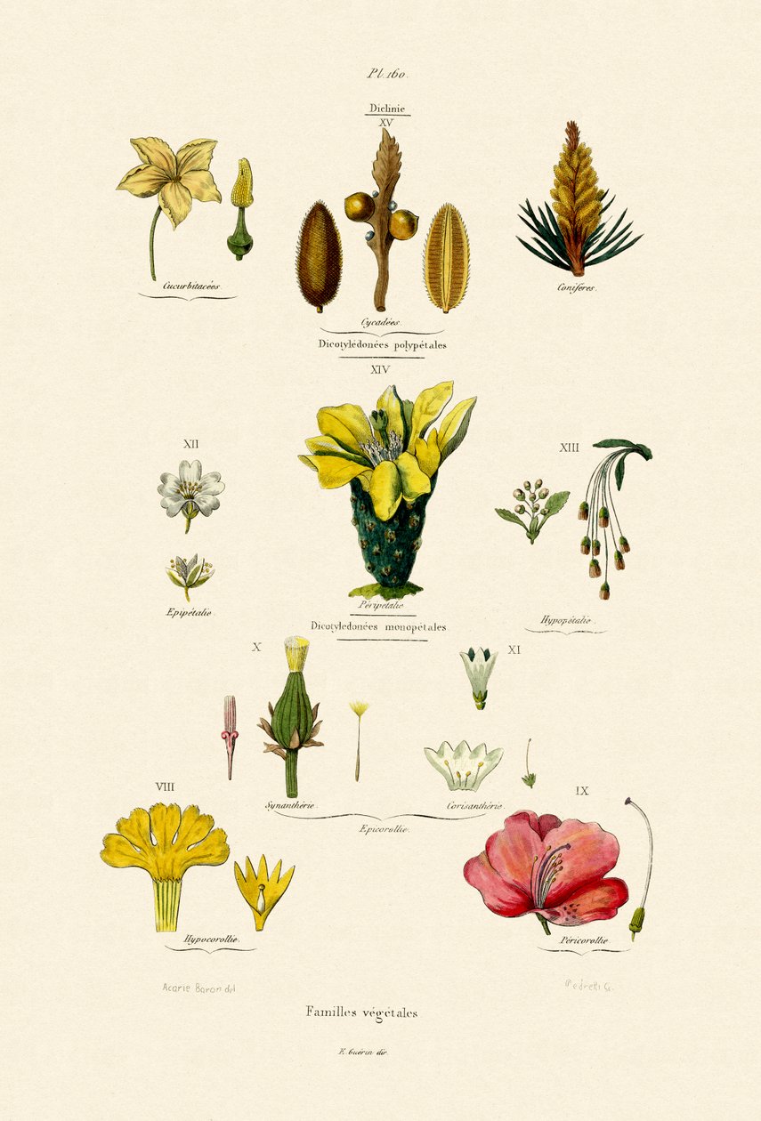 野菜の家族、1833-39 作： フランス語学校