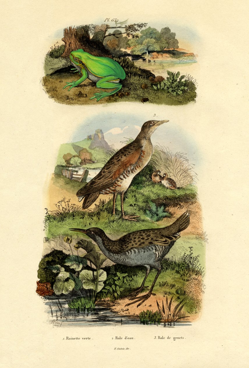 ウォーターレール、1833-39 作： フランス語学校
