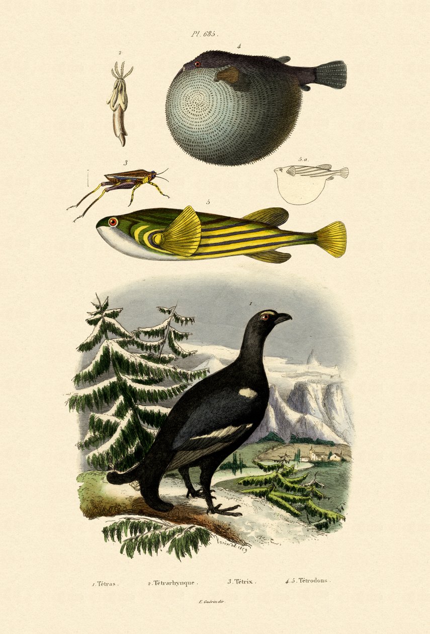 ウッドライチョウ、1833-39 作： フランス語学校