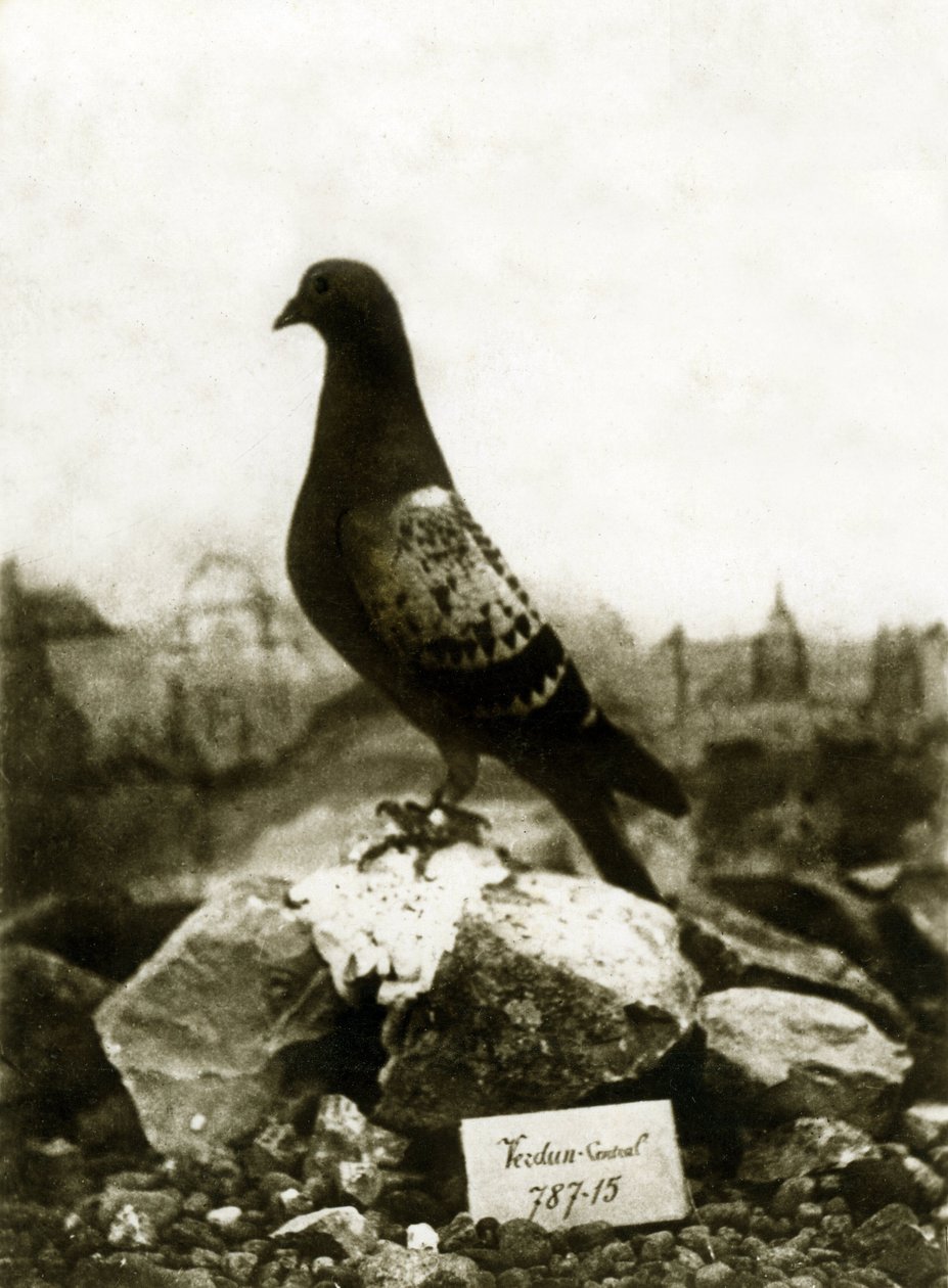 第一次世界大戦中の動物1914-1918：有名なヴァイヨンヴァイヨンピジョン 作： フランスの写真家