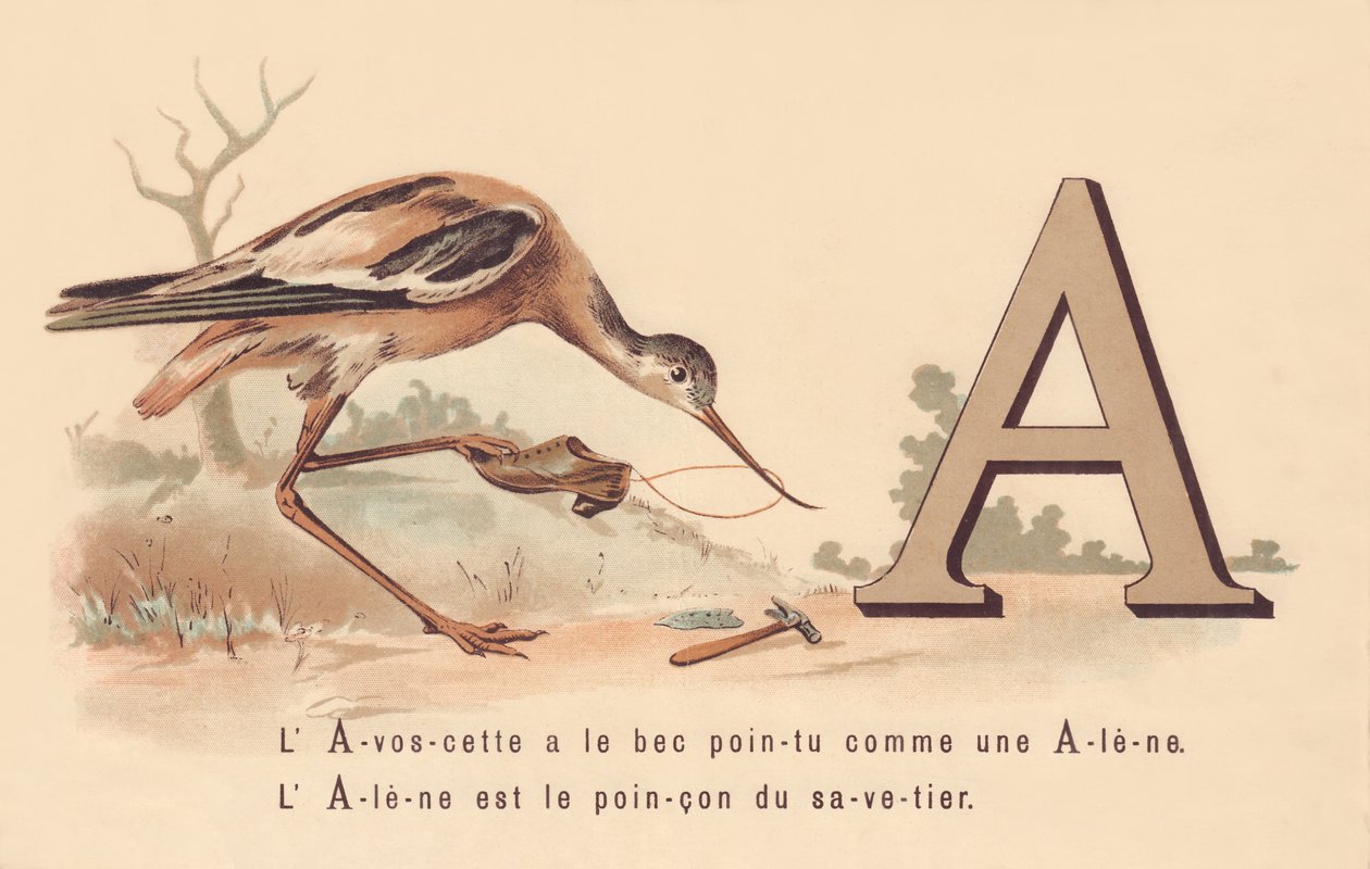 A：L&39;AvoscetteはAleneのようにとがったくちばしを持っていますAleneはsavetierの特徴です 作： フランス語学校