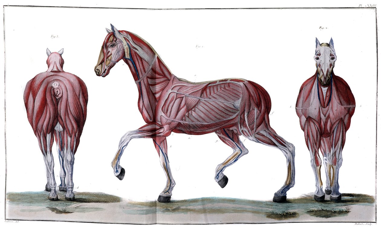 馬の解剖学：皮、顔、横顔 - "Hippiatric Course, complete treatise of horse medicine" by P. E Lafosse 作： フランス語学校