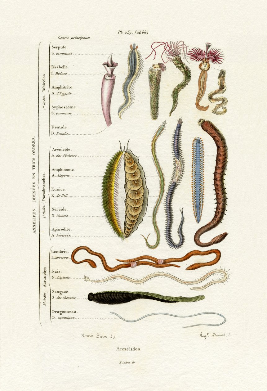 環形動物、1833-39 作： フランス語学校