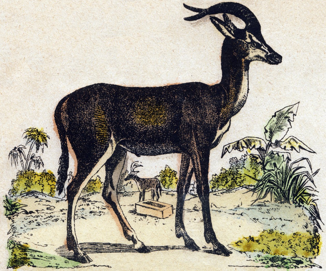 アンテロープ。Alphabet des animaux sauvages "に掲載されている彫刻。9番目のシリーズ。エピナルのイメージ、ペラン、印刷会社、出版社、1870年頃。木にステンシルで描かれた版画。16ページ。16ページ。厚さ20×15cm。個人蔵 作： フランス語学校