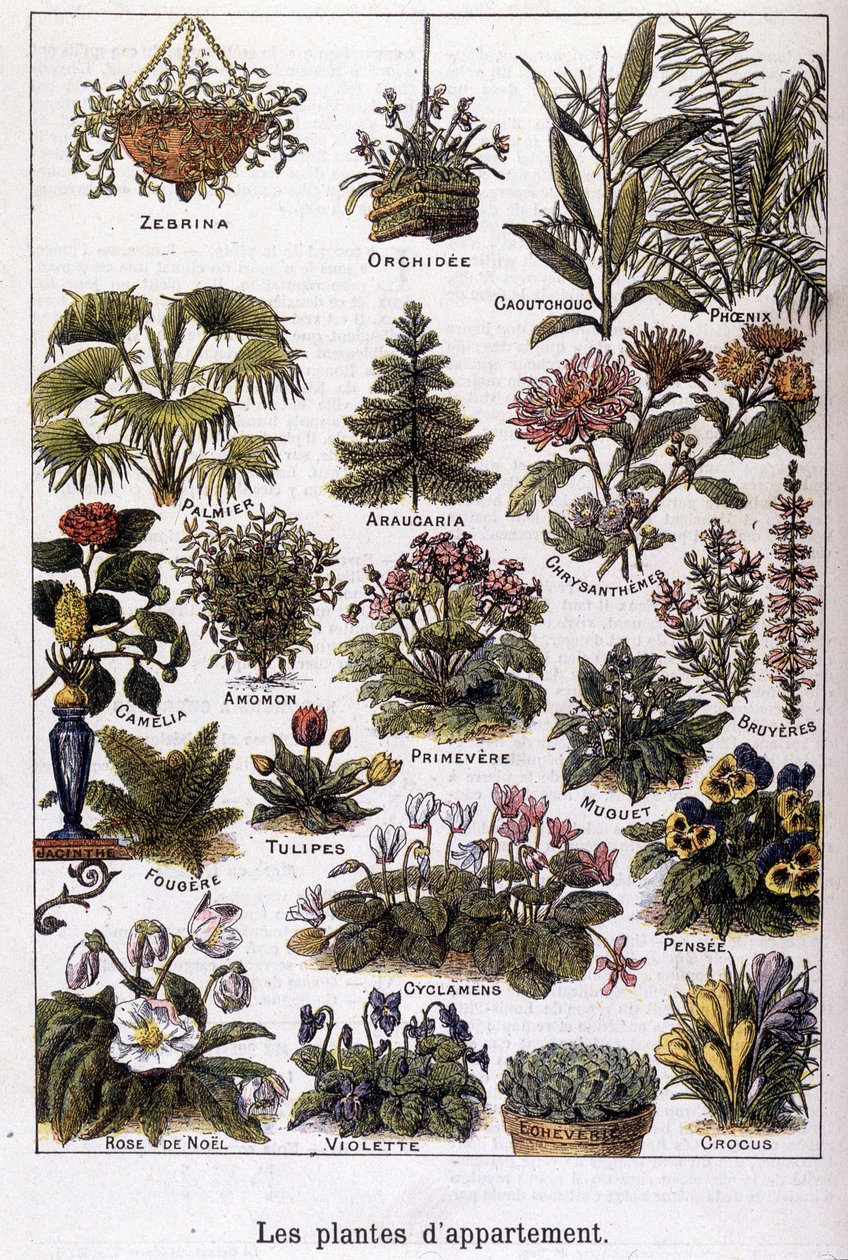 アパートの植物、1901年02月02日（エングレーヴィング） 作： フランス語学校