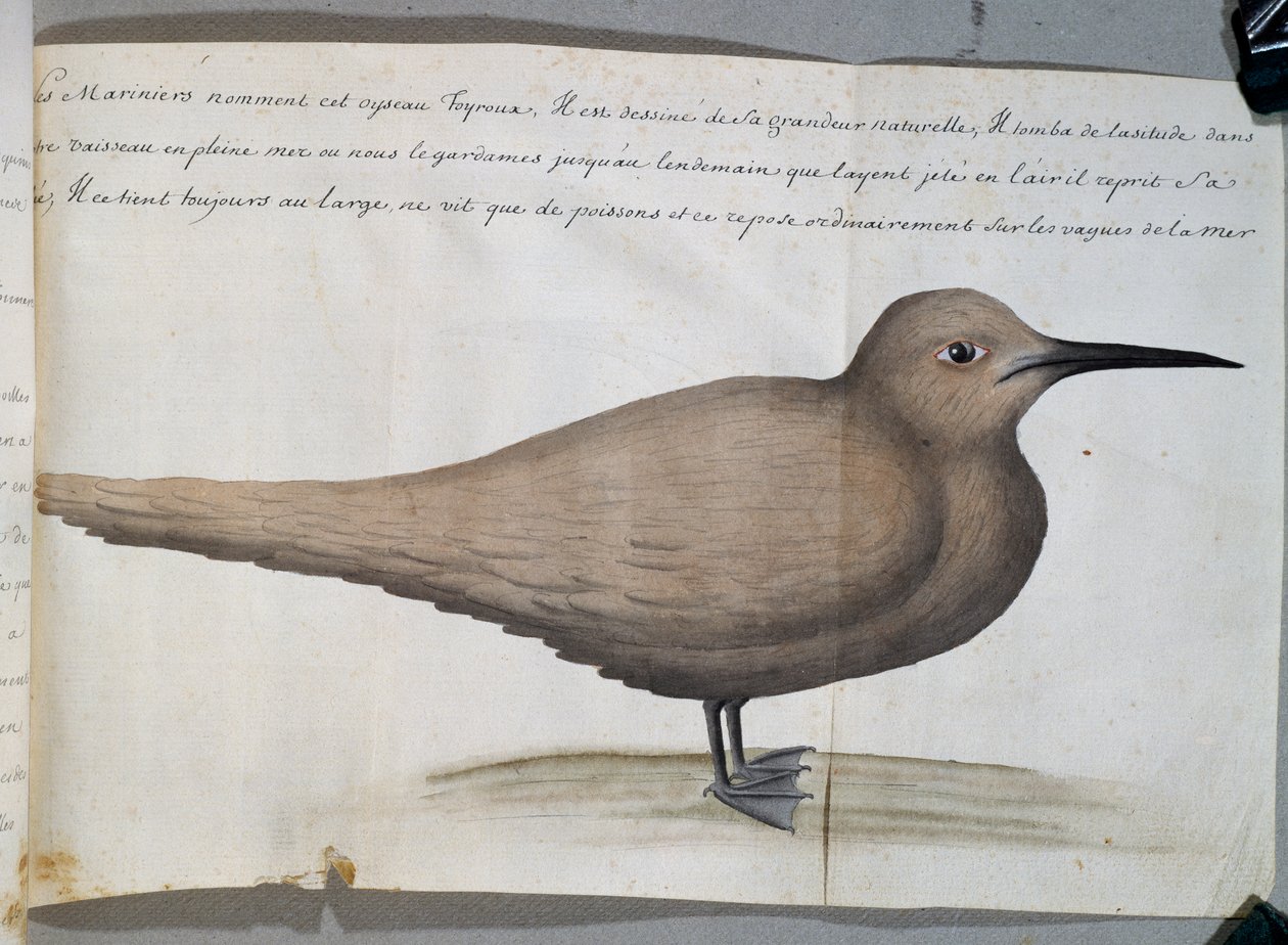 ブラジル、フリオ岬のフォイルー（アジサシ）と呼ばれる鳥、フランスのCompagnie royale de la Mer du Sudの船長Jacques Gouin de Beauchesne（1652-1730）が1698年から1701年にかけて作成した航海日誌の水彩画 作： フランス語学校