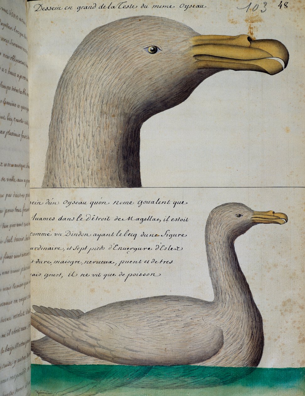マゼラン海峡の鳥、フランスのCompagnie royale de la Mer du Sudの船長Jacques Gouin de Beauchesne (1652-1730)が1698年から1701年にかけて作成した航海日誌の水彩画。 作： フランス語学校