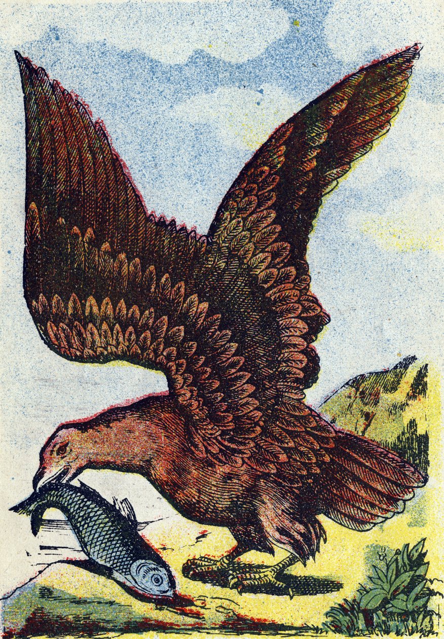 猛禽類。Alphabet des oiseaux "のエングレーヴィング。ポン・ア・ムソンのイメージ、マルセルおよび/またはルイ・ヴァーニュ、版画家、出版社、19世紀後半。16ページ。薄さ: 20,5 x 14 cm 作： フランス語学校