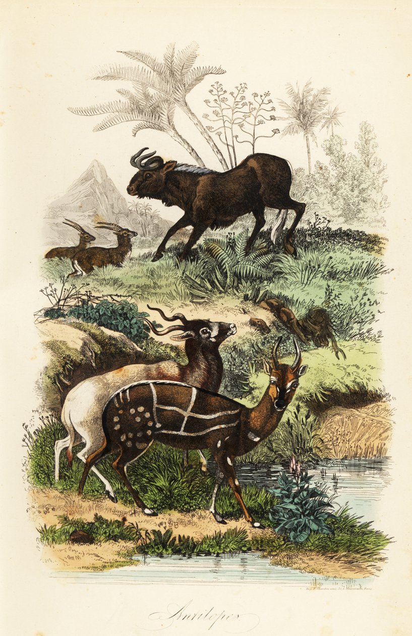ブラック・ワイルドビースト（Connochaetes gnou）、絶滅危惧種であるアダックス（Addax or screwhorn antelope）（Addax nasomaculatus）、ハーネスド・ブッシュバック（Kewel）（Tragelaphus scriptus）。 作： フランス語学校