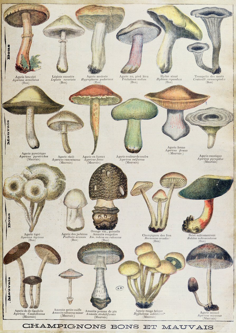 Kasvitieteellinen levy, joka kuvaa "hyviä ja huonoja sieniä", n. 1900 (väri litho) 作： フランス語学校