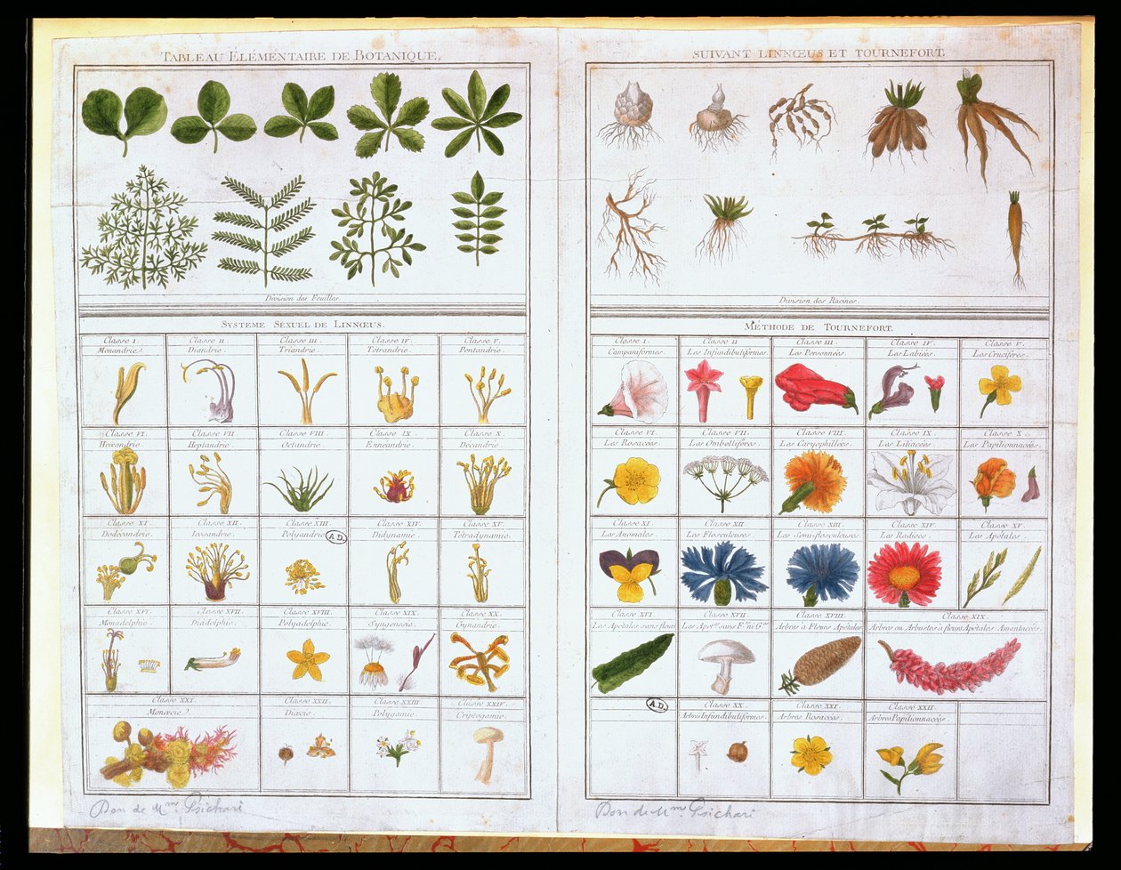 カールフォンリンネ（1707-78）とジョセフピットンドトゥルヌフォール（1656-1708）後の植物表、18世紀後半（カラー彫刻） 作： フランス語学校