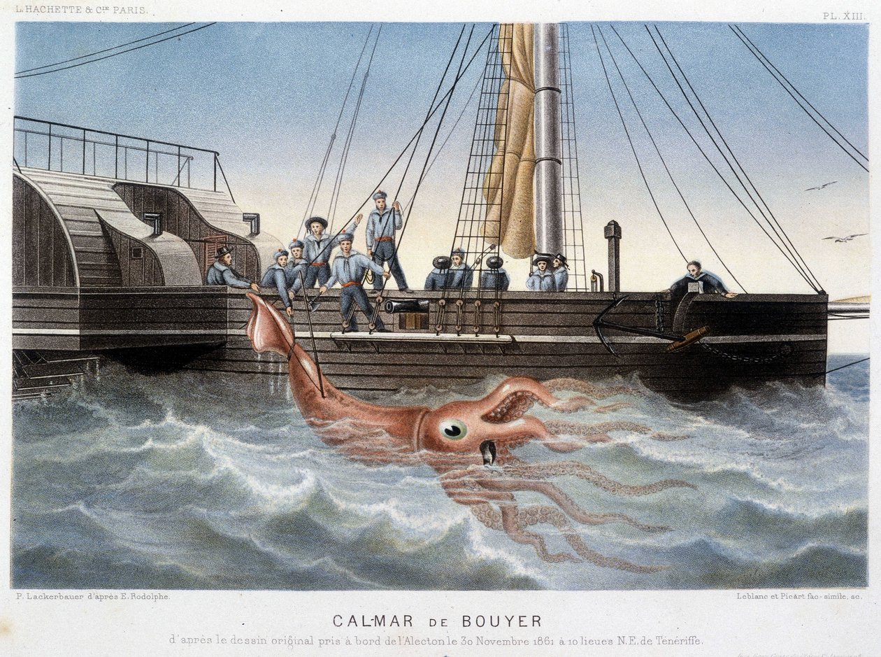 Bouyer squid - Alfred Fredol著「Le monde de la mer」（アシェット社、パリ）に掲載。 作： フランス語学校