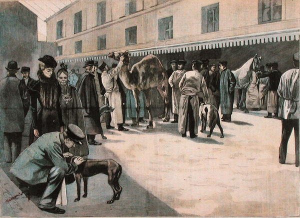 アルフォール国立獣医学校でのラクダの世話（1898-99年頃）（彩色画 作： フランス語学校