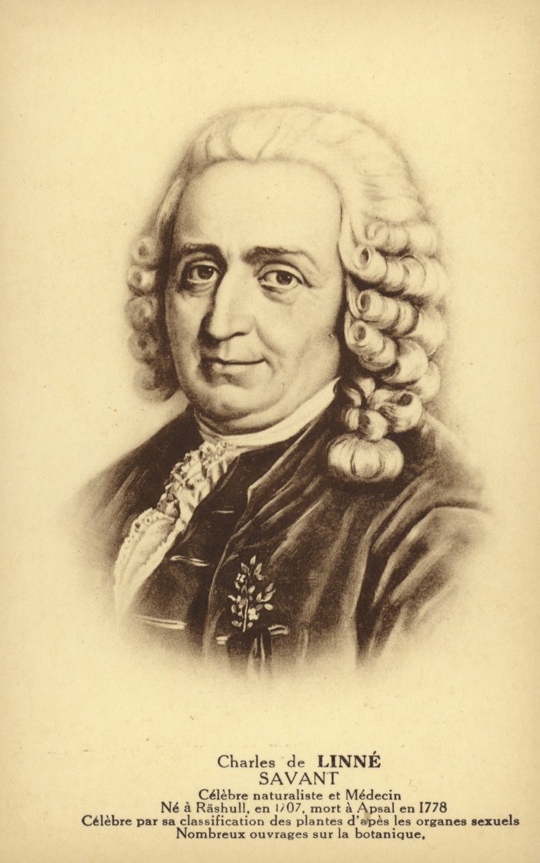 カール・リンネ（1707-1778）スウェーデンの植物学者、動物学者（リトグラフ） 作： フランス語学校