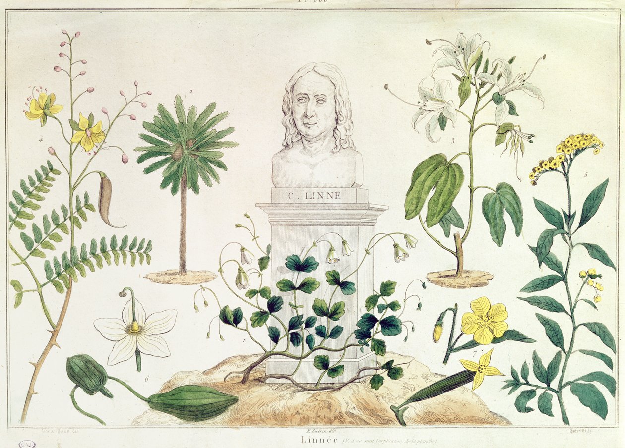 Carolus Linnaeus（1707-78）は、彼が分類した植物のいくつかに囲まれています（カラー彫刻） 作： フランス語学校