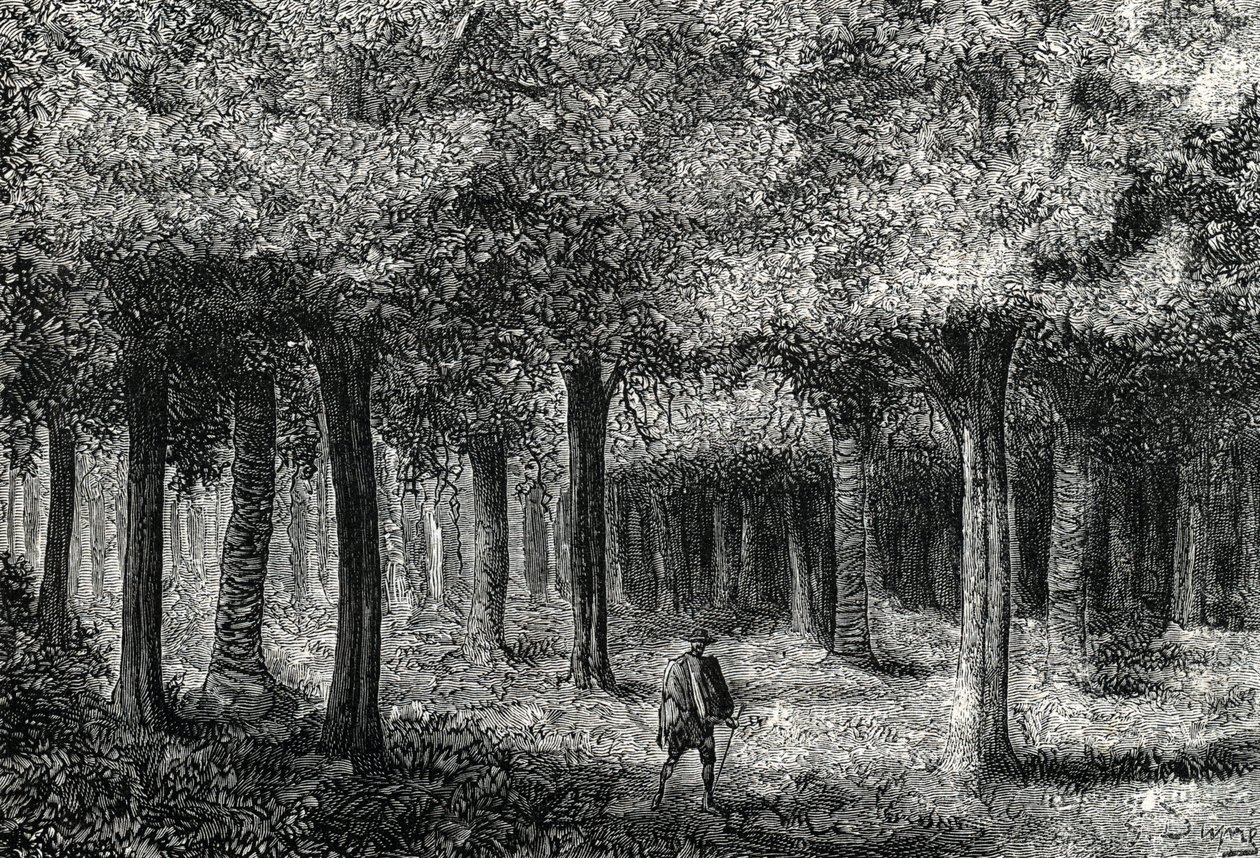 マラリア治療のためにシナシナの樹皮を生産するシナシナの木の森、ペルー（彫刻）1888年 作： フランス語学校