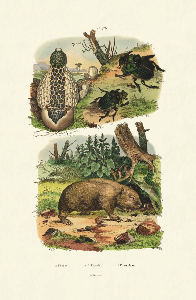 Common Stinkhorn、1833-39 作： フランス語学校