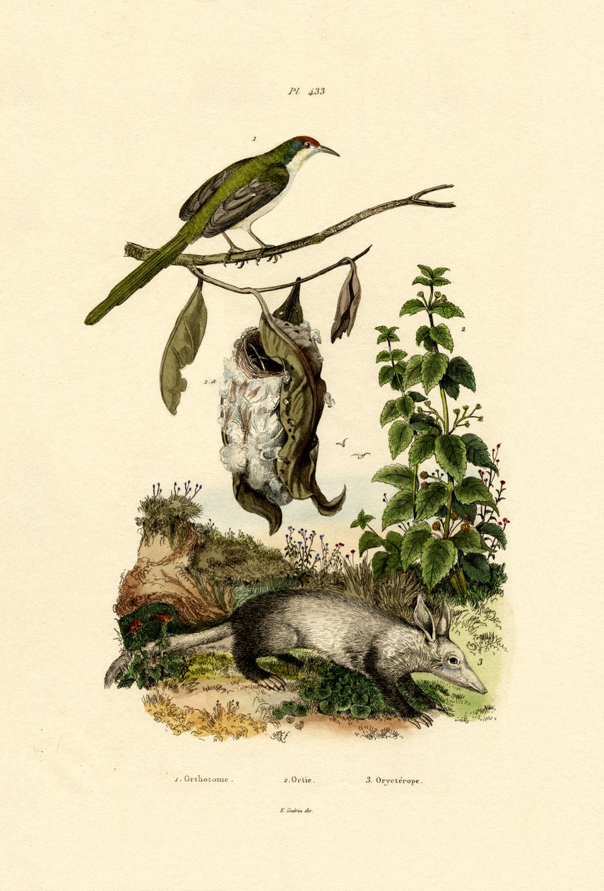 Common Tailorbird、1833-39 作： フランス語学校