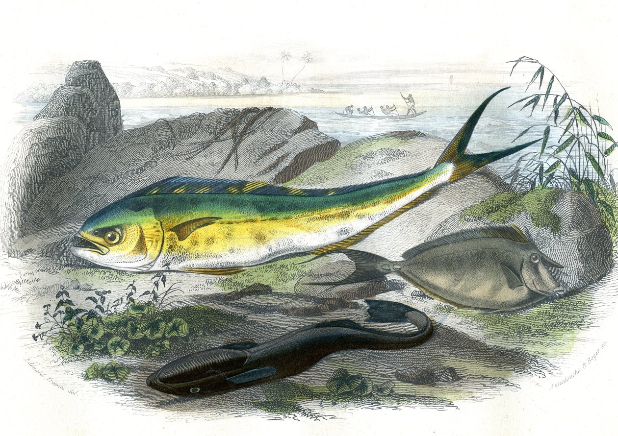 Coryphene Hippurus（コリフェンスズメダイ、カメレオンフィッシュ） - En bas: echeneis remora et le nason licornet - Bernard Germain de Lacepede (1856-1925), edition P.Furme, ParisのNatural Historyより抜粋。 作： フランス語学校