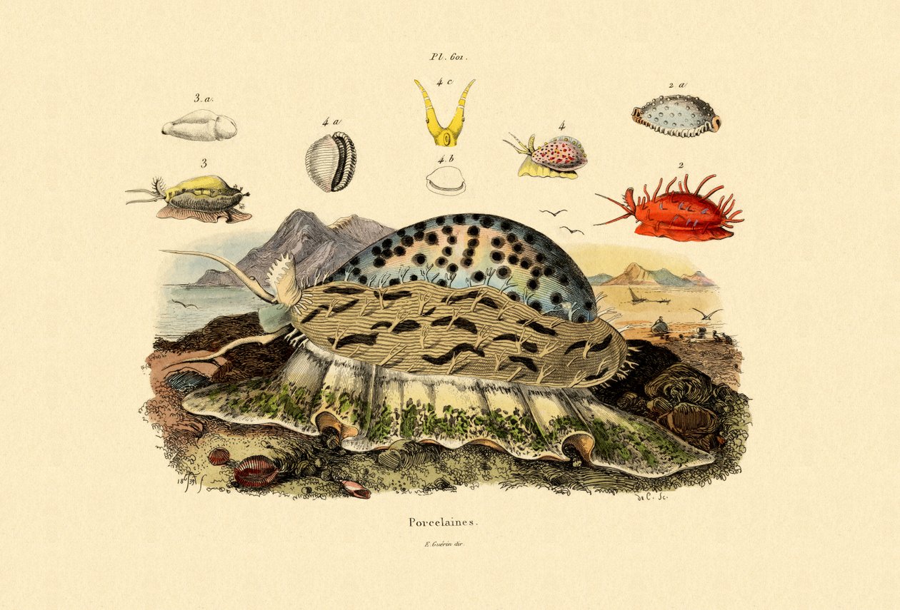 コウリーシェル、1833-39 作： フランス語学校