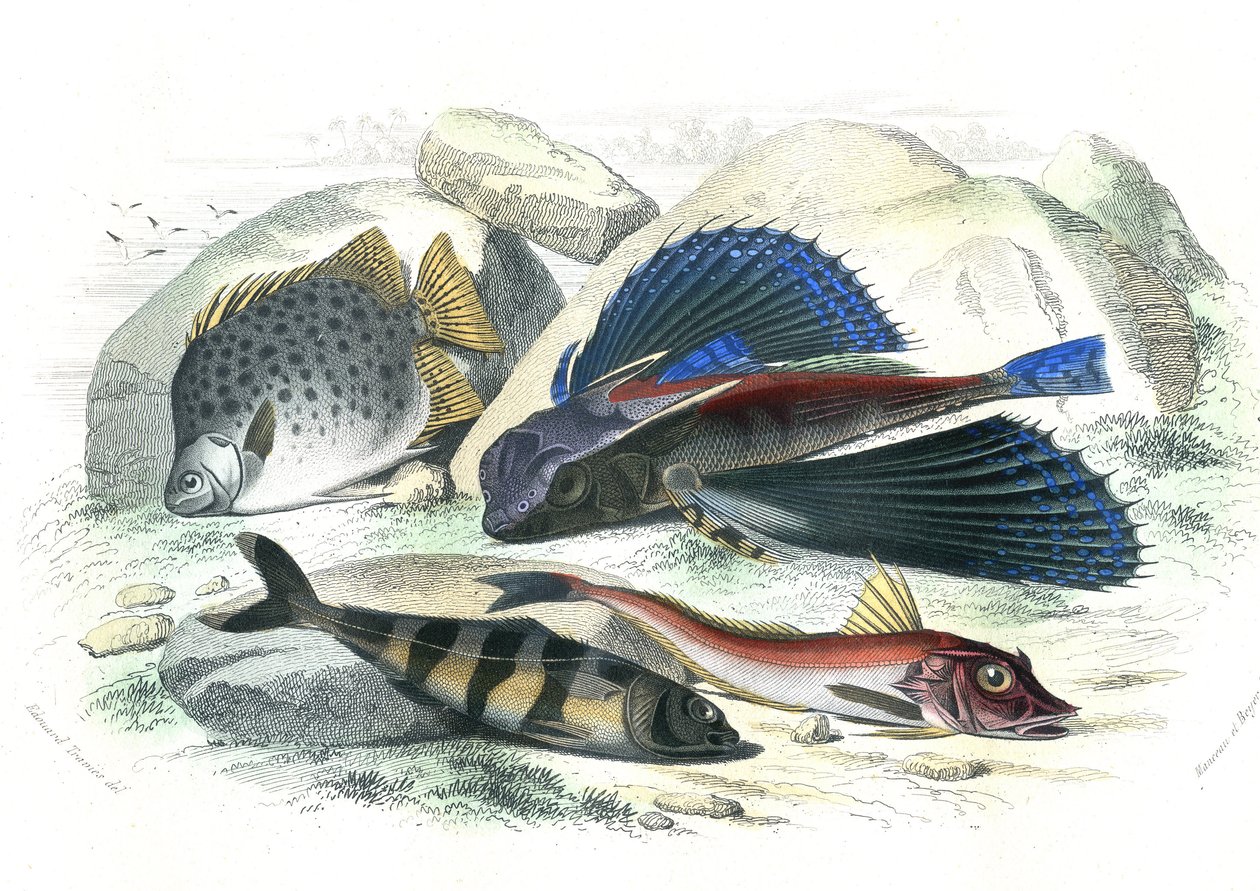 Dactyloptere pirapede (Dactylopterus pirapeda)トビウオ、Chetodon argus (scatophagus argus)、centronote pilote (echeneis naucrate)、Trigle Lyre (Genicanthus Melanospilos) - Bernard Germain de Lacepede (1856-192)のHistoire Naturelleより抜粋。 作： フランス語学校