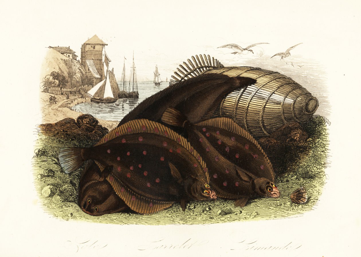 シタビラメ（Solea solea）、ヨーロッパツノガレイ（Pleuronectes platessa）、ダブ（Limanda limanda）などの魚を捕まえる仕掛けのある海岸で、背景には漁船が見える 作： フランス語学校