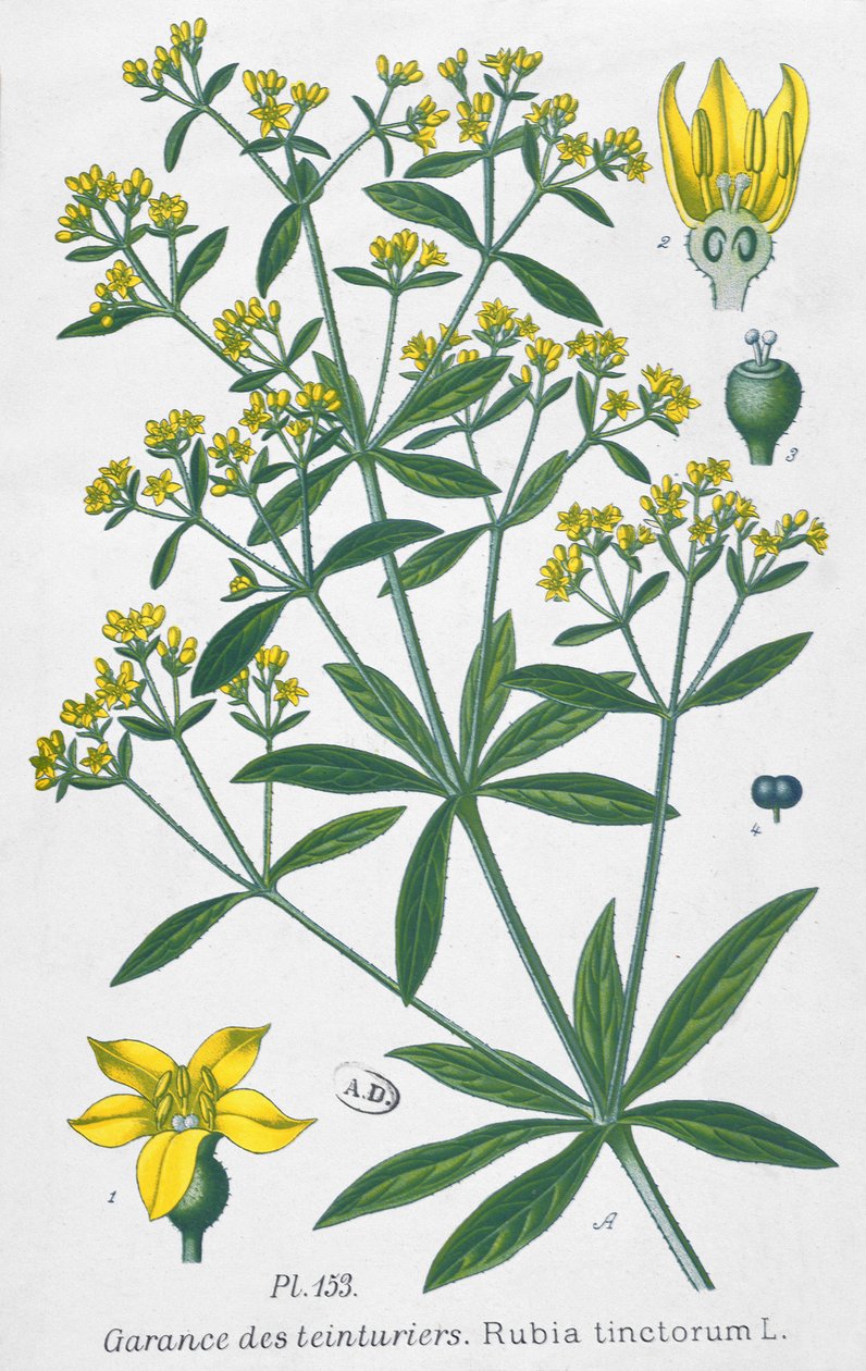Dyers Madder（Rubia Tinctorum） 作： フランス語学校